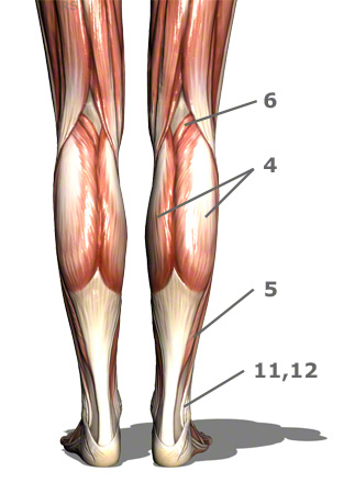 Musculatura de la pantorrilla desde atrás