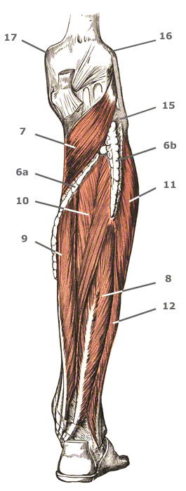 Musculatura de la pierna: grupo profundo